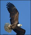 _0SB8977 american bald eagle